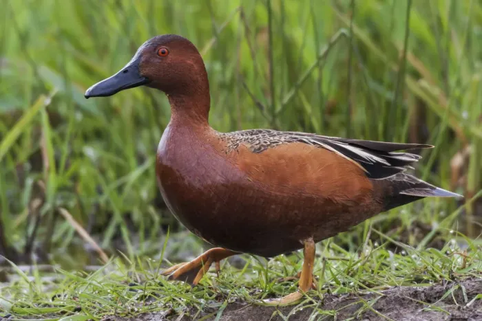 Framed Print : Cinnamon teal drake