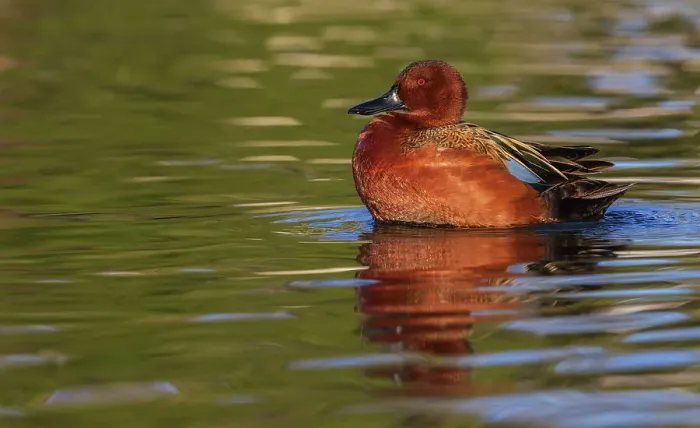 Framed Print : Cinnamon teal drake preening, Southern California, USA Framed Print : Cinnamon teal drake preening, Southern California, USA