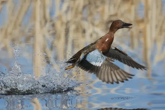 Framed Print : Cinnamon Teal Drake taking flight