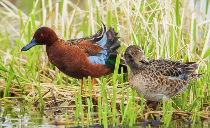 Framed Print : Cinnamon teal pair preening Framed Print : Cinnamon teal pair preening