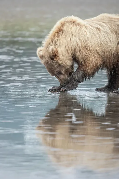 Framed Print : Clamming brown bear reflected at low tide along Cook Inlet