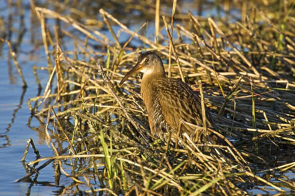 Clapper Rail (Rallus longirostris) adult, also known as marsh hen hunting