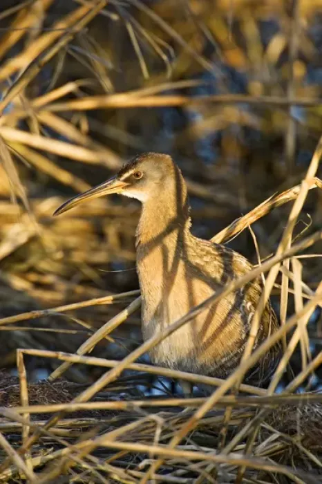 Framed Print : Clapper Rail (Rallus longirostris) adult, also known as marsh hen hunting Framed Print : Clapper Rail (Rallus longirostris) adult, also known as marsh hen hunting