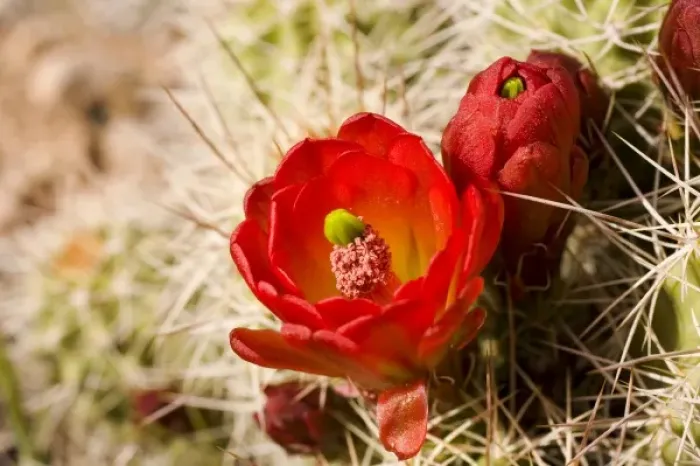 Framed Print : Claret cup cactus Framed Print : Claret cup cactus