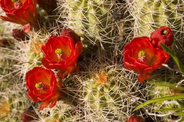 Framed Print : Claret cup cactus