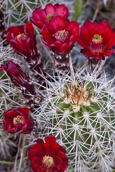 Claret Cup cactus blooms in desert setting near Zion National Park in Utah