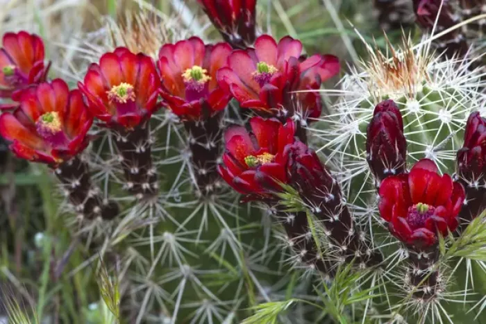 Framed Print : Claret Cup cactus blooms in desert setting near Zion National Park in Utah Framed Print : Claret Cup cactus blooms in desert setting near Zion National Park in Utah