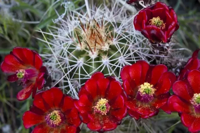 Framed Print : Claret Cup cactus blooms in desert setting near Zion National Park in Utah Framed Print : Claret Cup cactus blooms in desert setting near Zion National Park in Utah