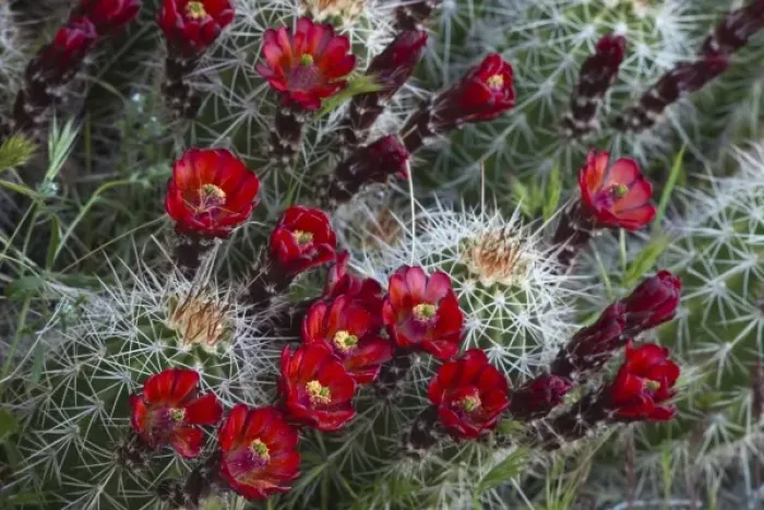 Framed Print : Claret Cup cactus blooms in desert setting near Zion National Park in Utah Framed Print : Claret Cup cactus blooms in desert setting near Zion National Park in Utah
