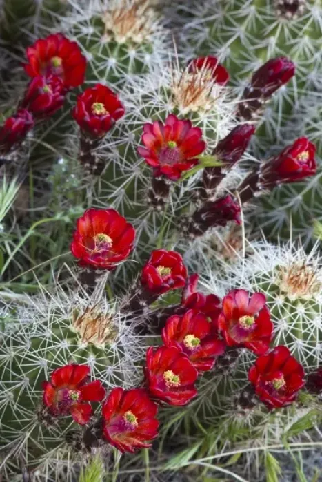 Framed Print : Claret Cup cactus blooms in desert setting near Zion National Park in Utah