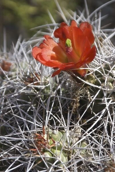 Claret Cup Cactus (Echinocereus triglochidiatus) with Red Blooms, Joshua Tree National Park
