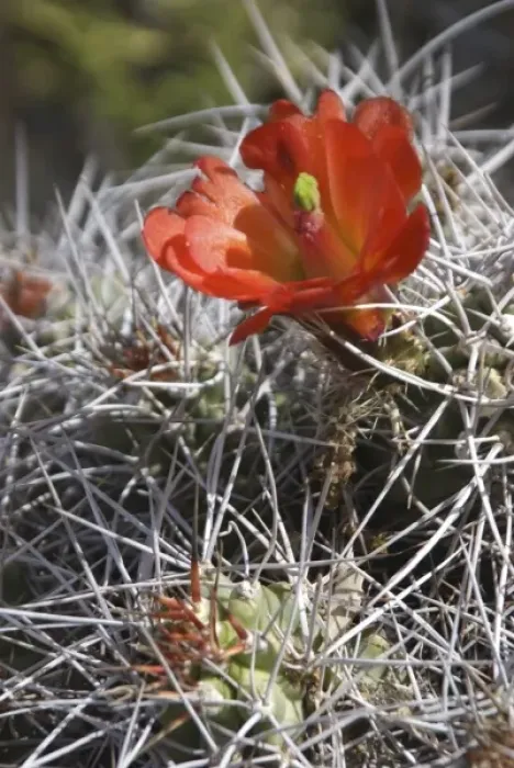 Framed Print : Claret Cup Cactus (Echinocereus triglochidiatus) with Red Blooms, Joshua Tree National Park Framed Print : Claret Cup Cactus (Echinocereus triglochidiatus) with Red Blooms, Joshua Tree National Park