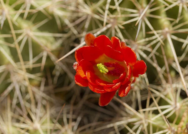 Claret-cup cactus just opening, Echinocereus coccineus, Albuquerque Golden Openspace