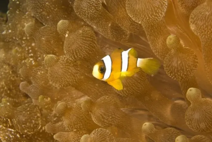 Framed Print : Clarks Anemonefish (Amphiprion clarkii), Puerto Gallera, Philippines, SE Asia Framed Print : Clarks Anemonefish (Amphiprion clarkii), Puerto Gallera, Philippines, SE Asia