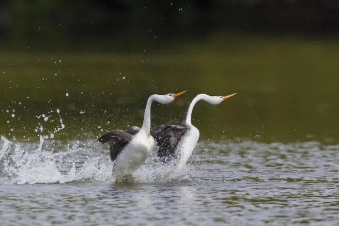 Framed Print : Clarks Grebe Pair; Courtdhip Display Framed Print : Clarks Grebe Pair; Courtdhip Display