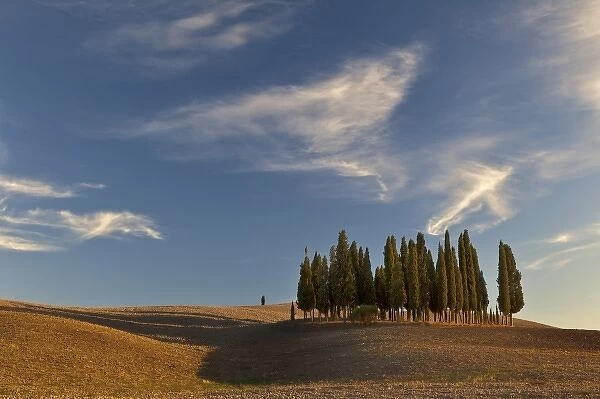 Classic cypress trees and harvested agricultural field, San Quirico d Orcia, Tuscany