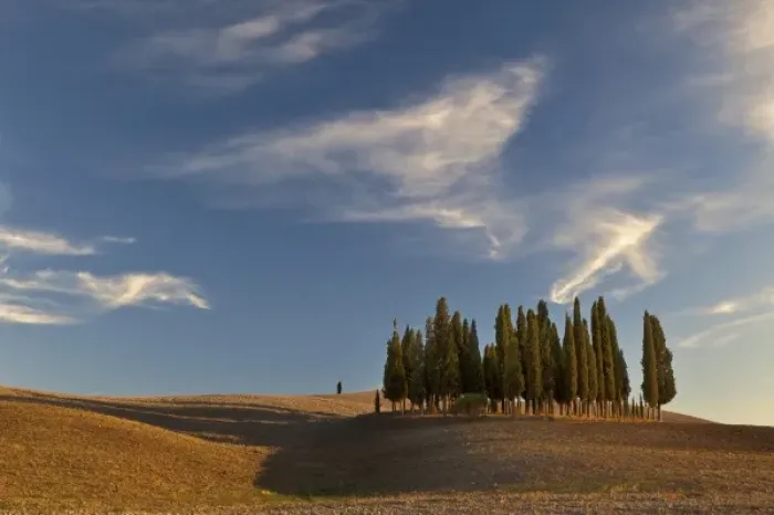 Framed Print : Classic cypress trees and harvested agricultural field, San Quirico d Orcia, Tuscany