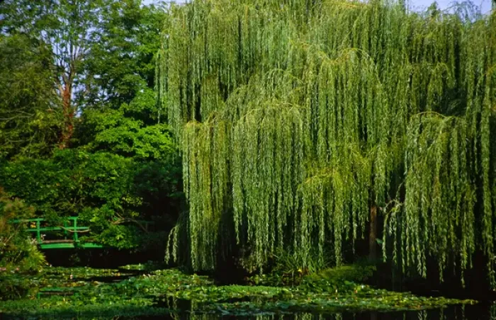 Framed Print : Claude Monets garden pond in Giverny, France