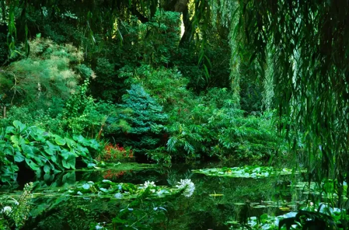 Framed Print : Claude Monets garden pond in Giverny, France Framed Print : Claude Monets garden pond in Giverny, France
