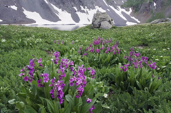 Clear Lake with wildflowers in alpine meadow, Parrys Primrose, Primula parryi
