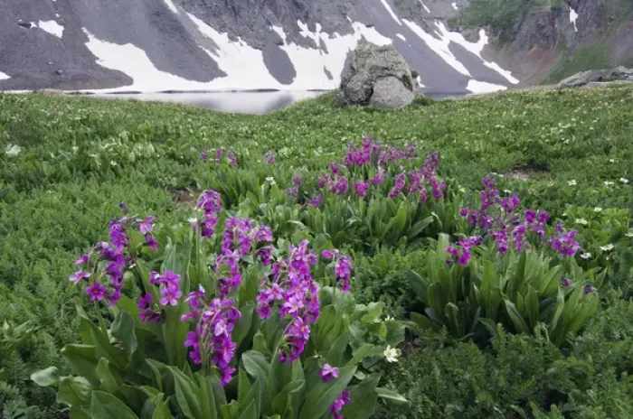 Framed Print : Clear Lake with wildflowers in alpine meadow, Parrys Primrose, Primula parryi Framed Print : Clear Lake with wildflowers in alpine meadow, Parrys Primrose, Primula parryi