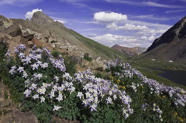 Clear Lake and wildflowers in alpine meadow, Blue Columbine, Colorado Columbine, Aquilegia coerulea