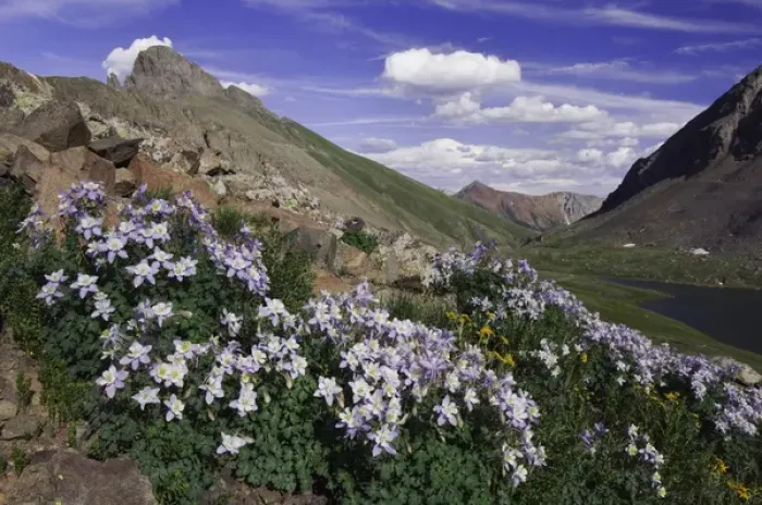 Framed Print : Clear Lake and wildflowers in alpine meadow, Blue Columbine, Colorado Columbine, Aquilegia coerulea Framed Print : Clear Lake and wildflowers in alpine meadow, Blue Columbine, Colorado Columbine, Aquilegia coerulea