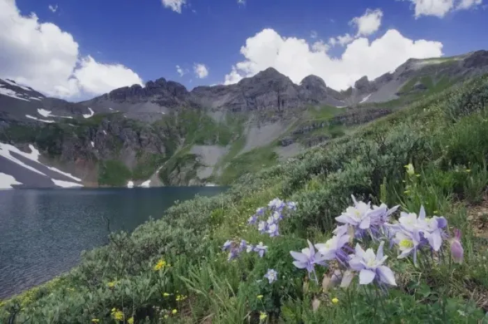 Framed Print : Clear Lake with wildflowers in alpine meadow, Blue Columbine, Colorado Columbine Framed Print : Clear Lake with wildflowers in alpine meadow, Blue Columbine, Colorado Columbine