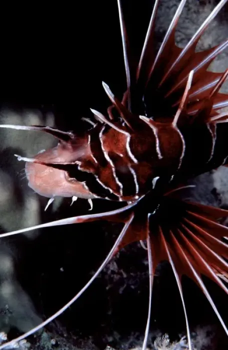Framed Print : Clearfin lionfish, Pterois radiata, at Siyull Island (Fury Shoal area), Red Sea, Egypt Framed Print : Clearfin lionfish, Pterois radiata, at Siyull Island (Fury Shoal area), Red Sea, Egypt