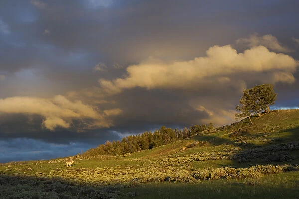 Clearing Thunderstorm; Yellowstone National Park