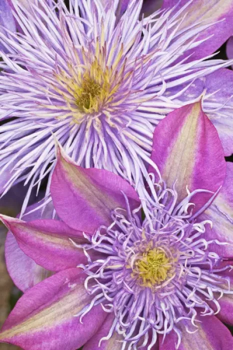 Framed Print : Clematis flower Framed Print : Clematis flower