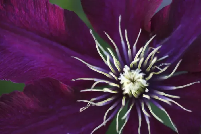 Framed Print : Clematis flower detail Framed Print : Clematis flower detail