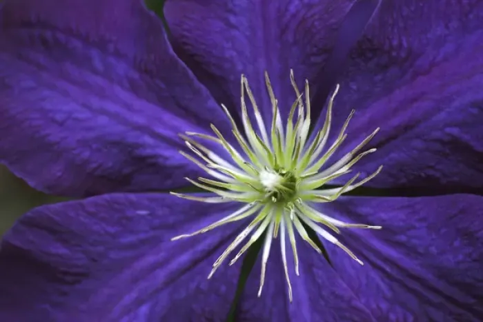 Framed Print : Clematis flower detail Framed Print : Clematis flower detail