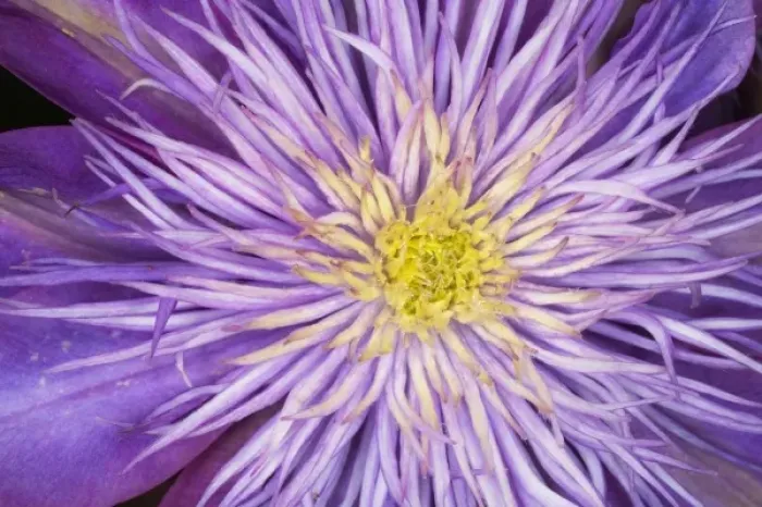 Framed Print : Clematis flower Framed Print : Clematis flower