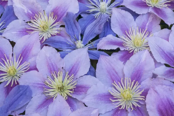 Framed Print : Clematis flower grouping together in blues and pinks Framed Print : Clematis flower grouping together in blues and pinks