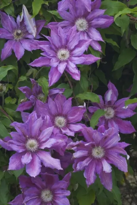 Framed Print : Clematis growing in the Bellevue Botanical Gardens, Bellevue, Washington Framed Print : Clematis growing in the Bellevue Botanical Gardens, Bellevue, Washington