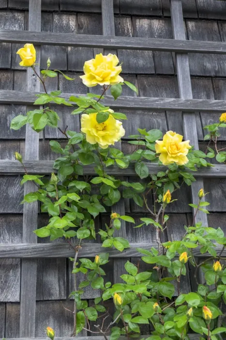 Framed Print : Climbing roses, Nantucket, Massachusetts, USA Framed Print : Climbing roses, Nantucket, Massachusetts, USA