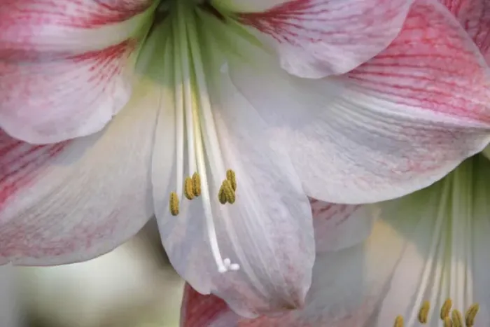 Framed Print : Close up of an amaryillis blossom at the Bloemenmarket