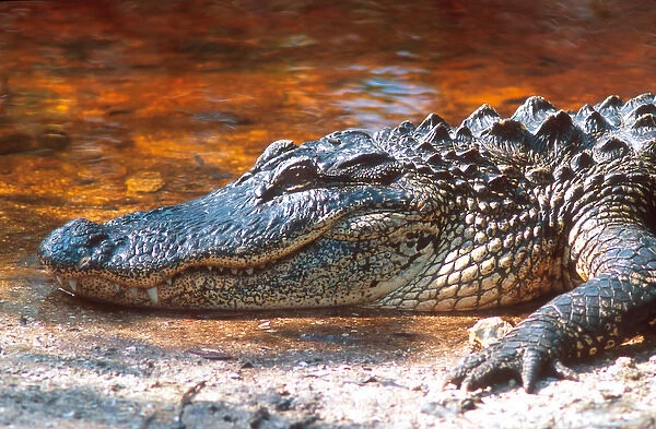 Close up of an american alligator at the J. N. Ding Darling National Wildlife Refuge