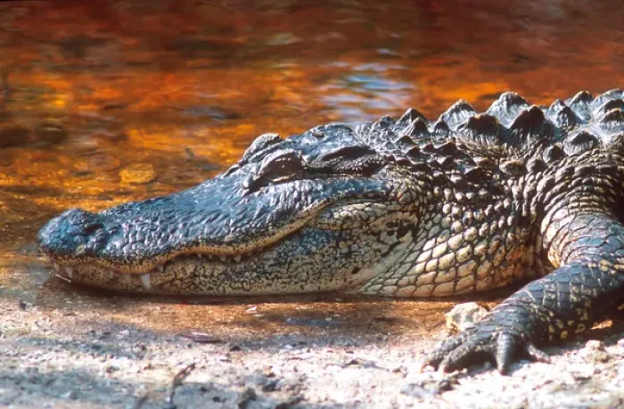 Framed Print : Close up of an american alligator at the J. N. Ding Darling National Wildlife Refuge