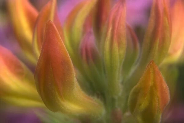 Close up of Azalea buds getting ready to bloom