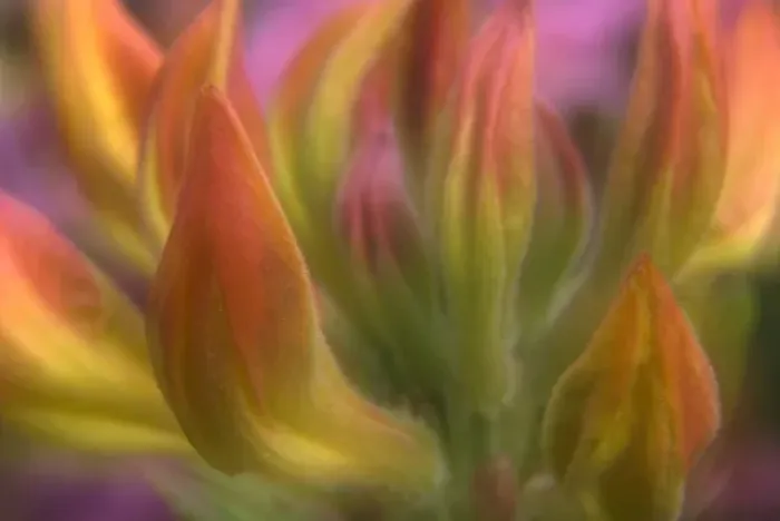 Framed Print : Close up of Azalea buds getting ready to bloom Framed Print : Close up of Azalea buds getting ready to bloom
