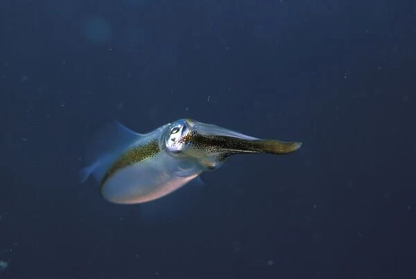 Close up of bigfin reef squid, or sepioteuthis lessoniana