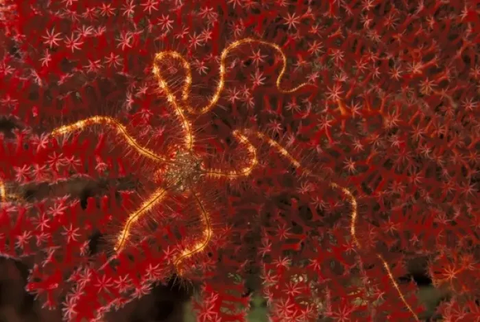 Framed Print : Close up of brittle star on coral Framed Print : Close up of brittle star on coral