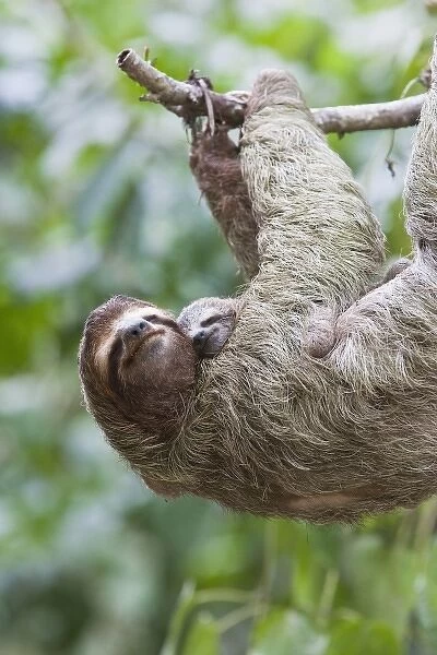 Close up of a Brown-throated Sloth and her baby hanging from a tree branch in Corcovado