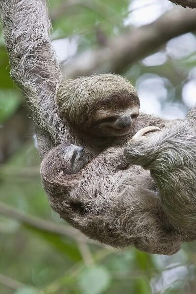 Close up of a Brown-throated Sloth and her baby hanging from a tree branch in Corcovado