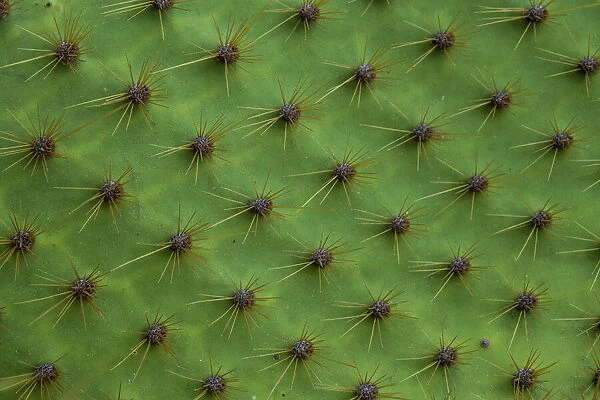 Close up of a cactus, South Plaza Island, Galapagos islands, Ecuador
