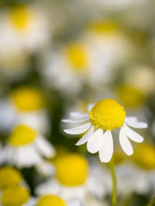 Framed Print : Close up of Chamomile (Matricaria chamomilla), Hortobagy National Park in spring Framed Print : Close up of Chamomile (Matricaria chamomilla), Hortobagy National Park in spring