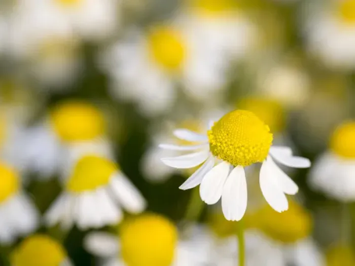 Framed Print : Close up of Chamomile (Matricaria chamomilla), Hortobagy National Park in spring