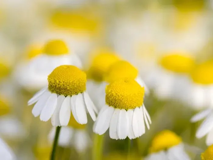 Framed Print : Close up of Chamomile (Matricaria chamomilla), Hortobagy National Park in spring Framed Print : Close up of Chamomile (Matricaria chamomilla), Hortobagy National Park in spring